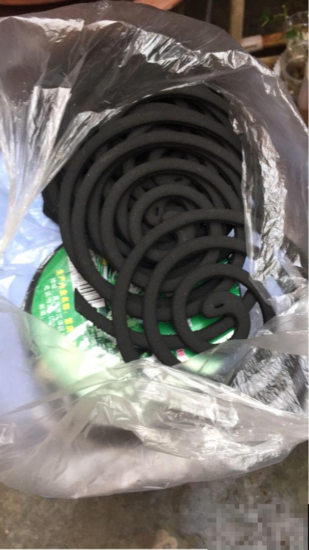 在家准备几头大蒜，可以驱虫防鼠，养花不用愁