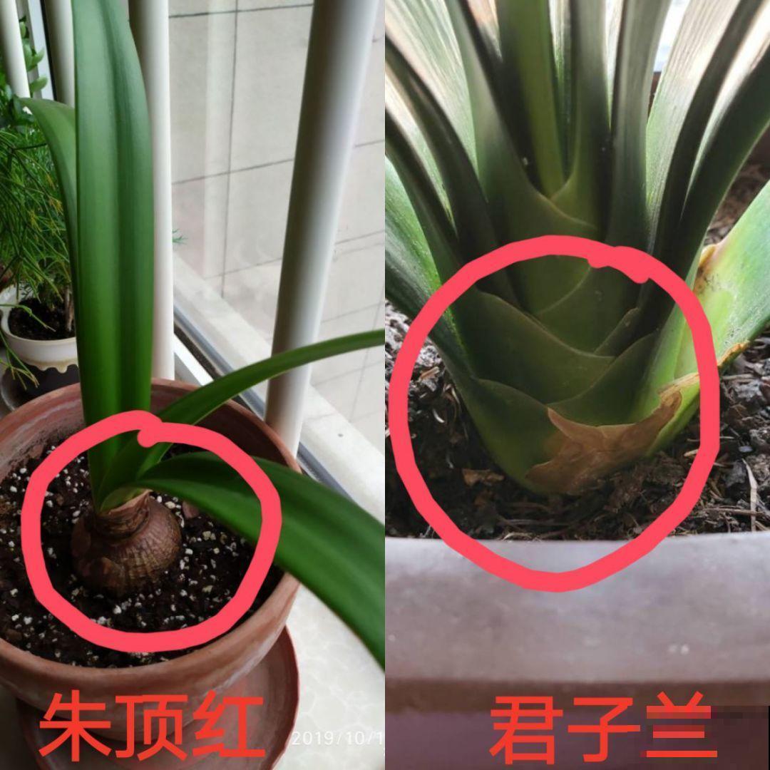 花市老板的那些卖花套路，偷梁换柱，一般花友怎么避免？