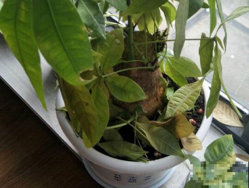 花叶子长这样，就是求救信号，晚两天小心治不好！
