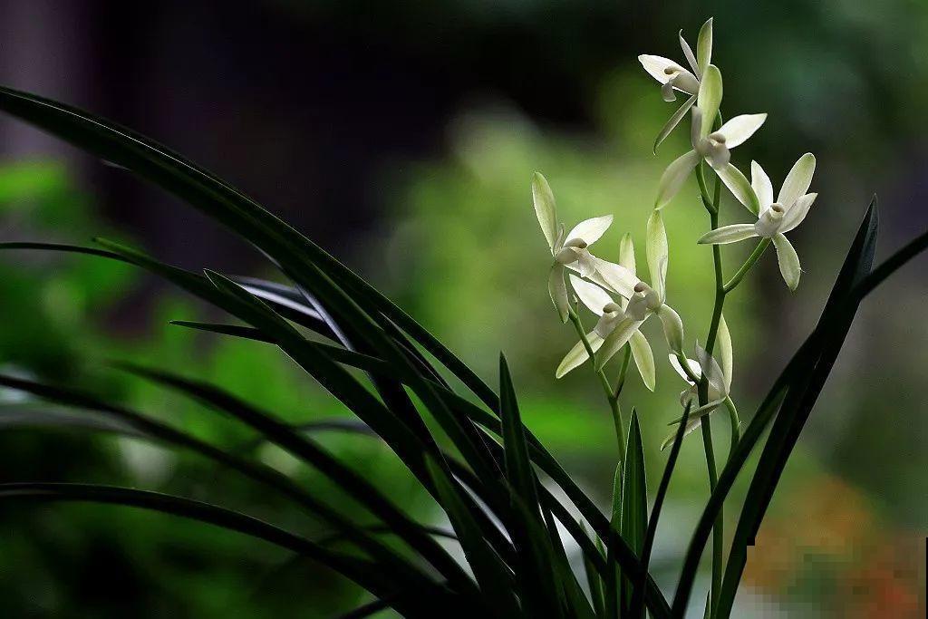 兰花最全养护要点，一年四季绿油油，开花还能香满屋！