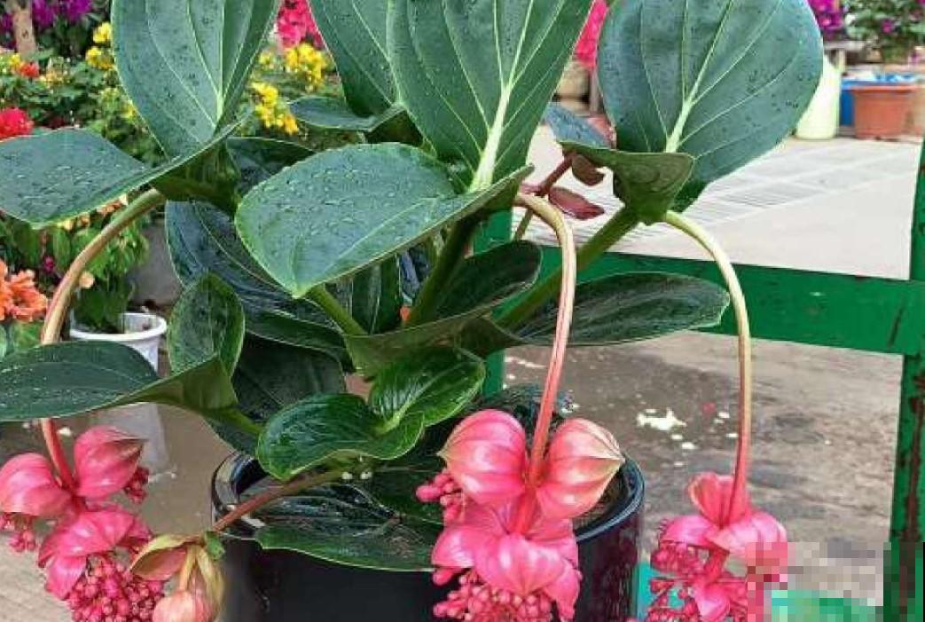 冬季新晋网红花，养一盆摆在客厅，真大气！