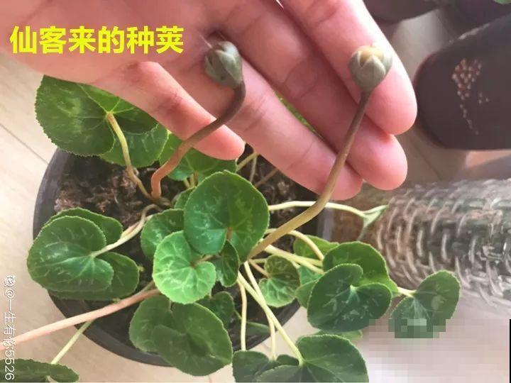 仙客来最耐寒，能从秋一直开到春，越养越旺家！