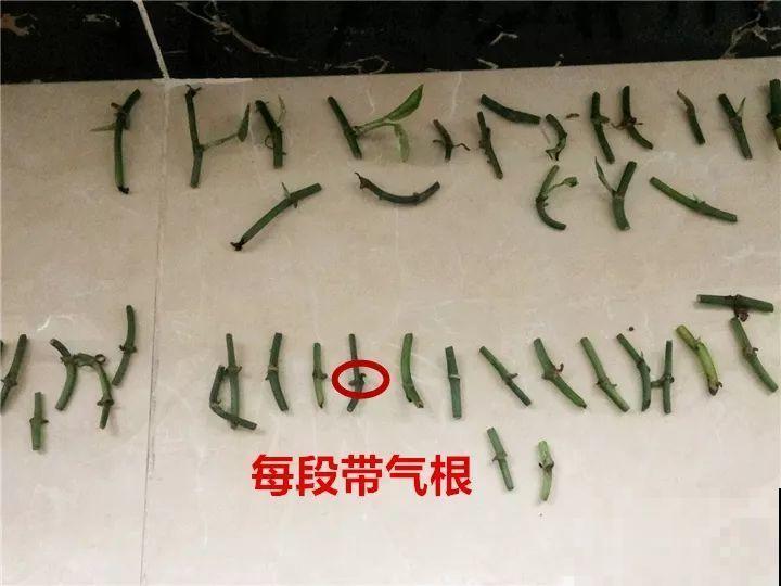 这么贵的花，扔路上随便捡，后悔没带个大麻袋！