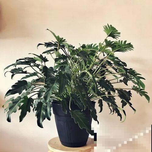 她的家里摆满了花，非但不乱还美得像花园，朋友来了不想走！