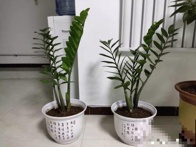 8种花秋冬要穷养，水一多就烂根，再不救只剩空盆！
