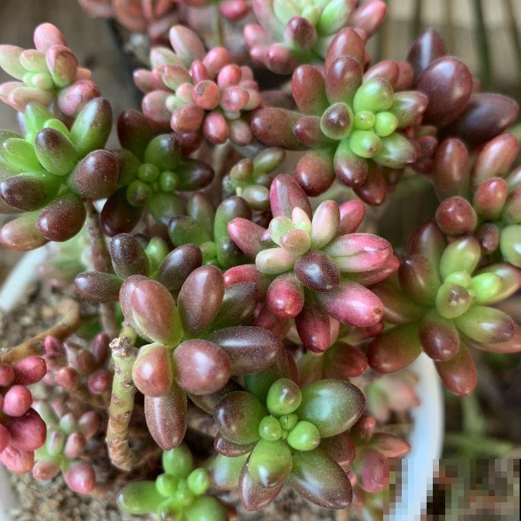 这花喜欢淋雨，越淋越好看，真奇怪