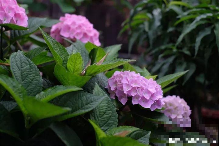 40种常见花，冬天就这么养，叶子绿油油照开不误！