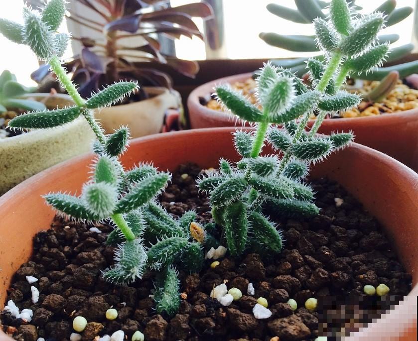 这几种带刺的植物特好养，养一盆当盆栽，你见过那几种？