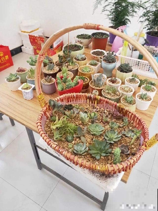 刚买回来的多肉，用它缓苗，省了垫颗粒物做排水层！