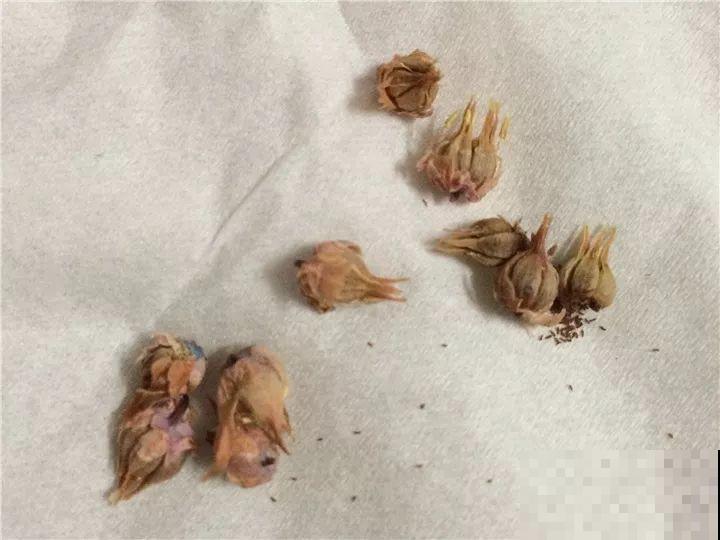 跟着他养多肉，年年不用买，结的种子撒土里就发芽！