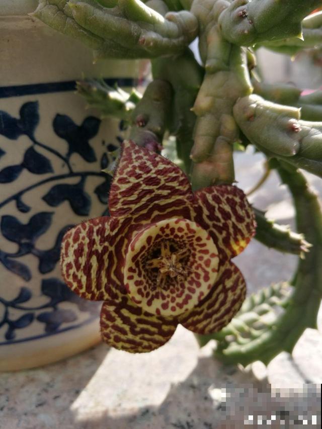 家里养了这花，满屋子都是臭味，真想连盆都给扔掉！