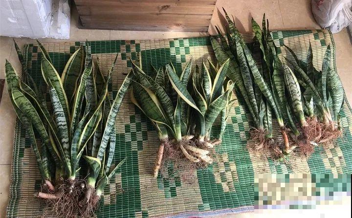 这3种花最好别扦插，越养越难看，重瓣花也能变单瓣！