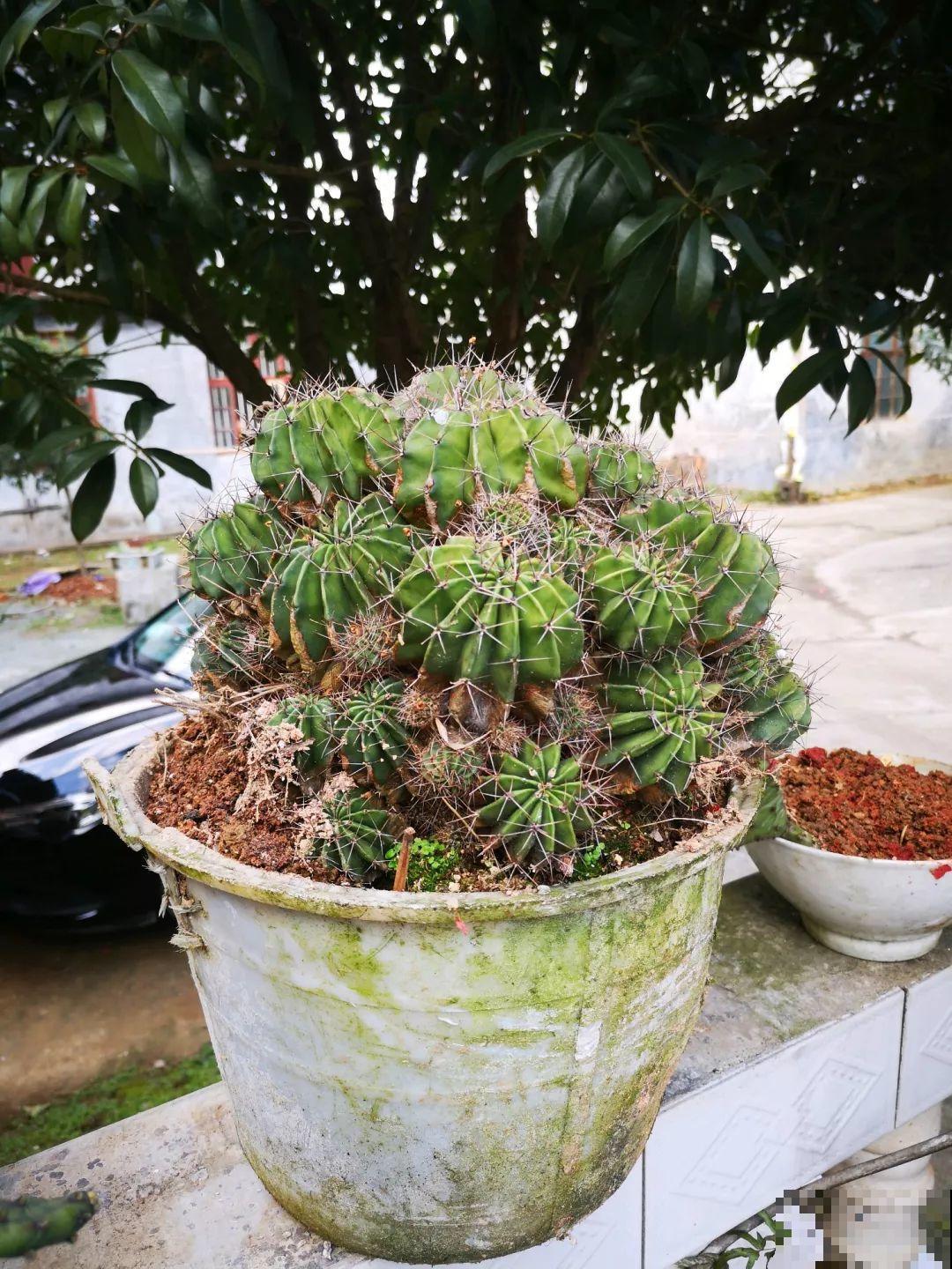 这8种花，养养就成巨无霸，3个大汉都搬不动！