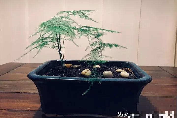 40种常见花，冬天就这么养，叶子绿油油照开不误！