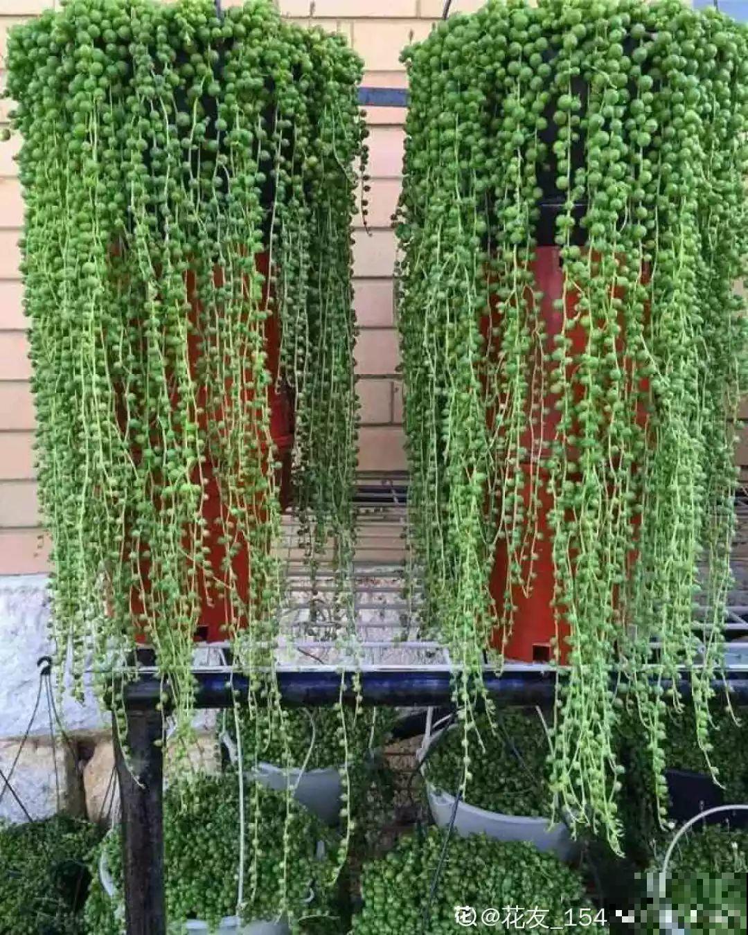 6种花挂窗边，1个月垂下2米长，呼呼窜成绿帘子！