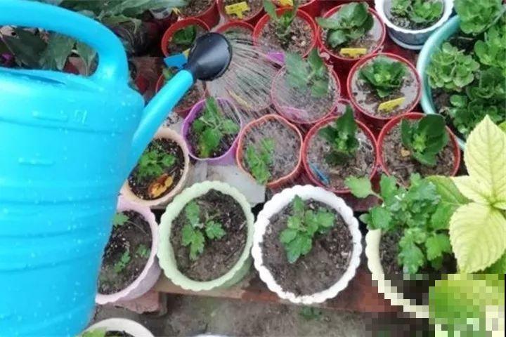 30种花冬天浇水技巧，根不烂，来年春天猛蹿新叶！