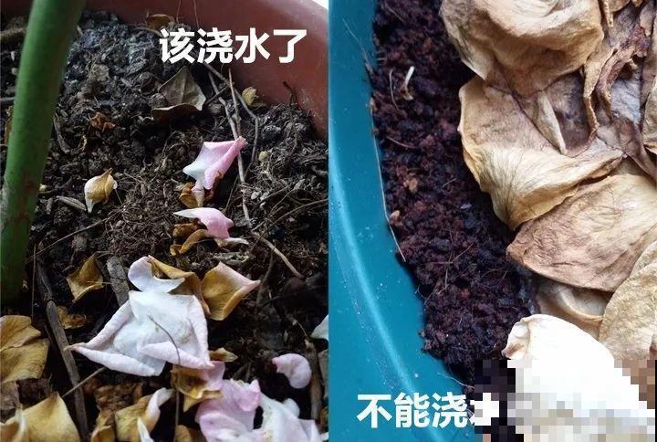 30种花冬天浇水技巧，根不烂，来年春天猛蹿新叶！