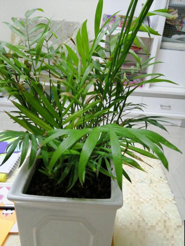 这几种植物越小越可爱，冬天放茶几上就能养，晒晒太阳长势倍棒