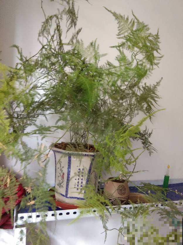 这花文雅高洁，叶子黄了太影响颜值了，这样解决