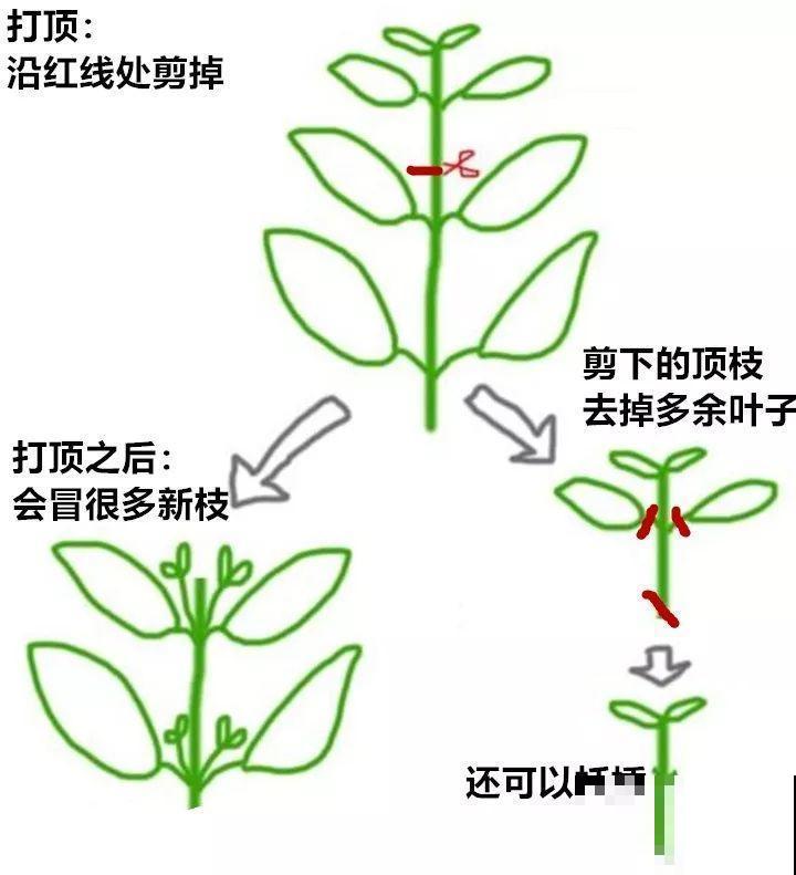 5种花不能长太高，越矮越值钱，一长高就得砍！