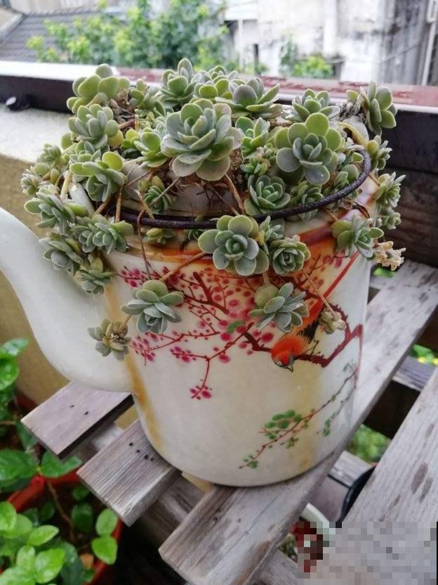 5种花，光听名字就想养一盆，尤其是最后一种！