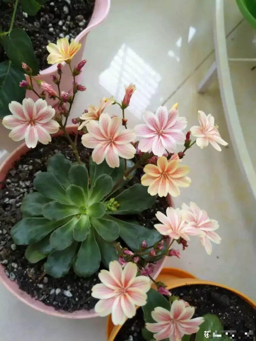 多肉一开花就死？未必！越开花越美就是露薇花！