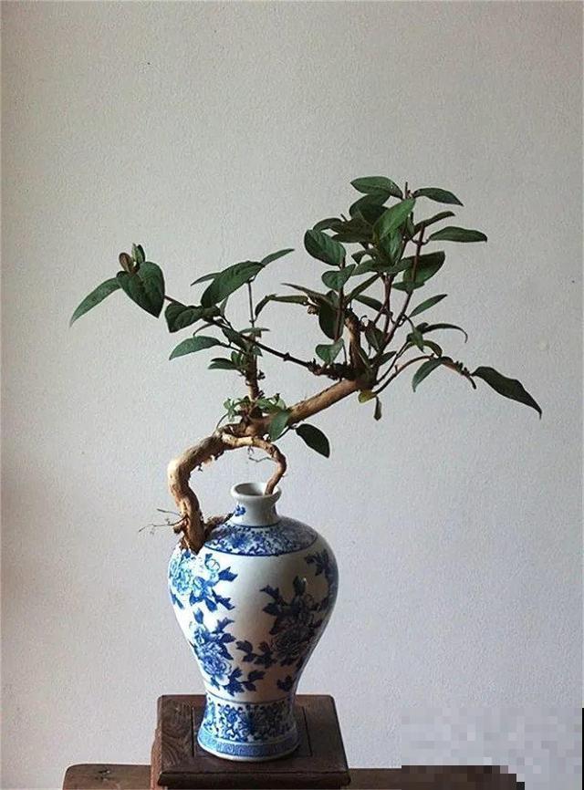 大爷不抽烟不喝酒，就爱捡酒瓶种花，养养就成传家宝