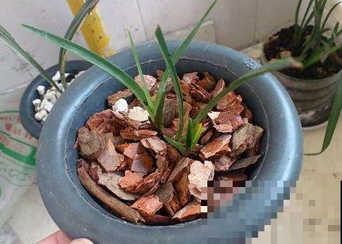 树林捡点这种烂树皮，花盆放几片，花草十年没招过蚊虫病菌！