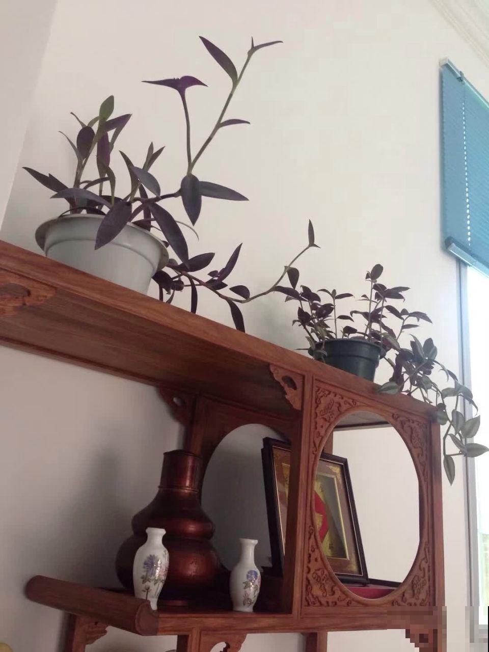 这花比绿萝好养，掐个枝栽哪都生根，随便养长一大片！