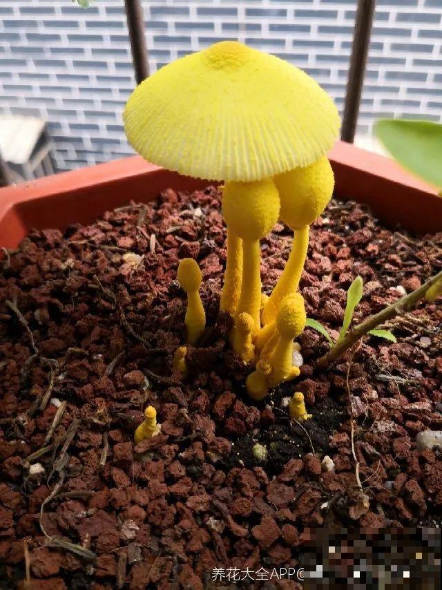 盆里有这3个东西，赶紧换盆换土，不然花越长越差！
