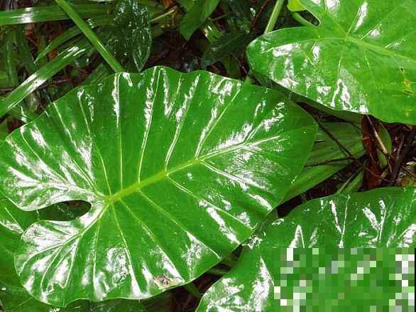 阳台成了洗浴中心，隔5天给花来个特色浴，叶子柔嫩油亮能反光！