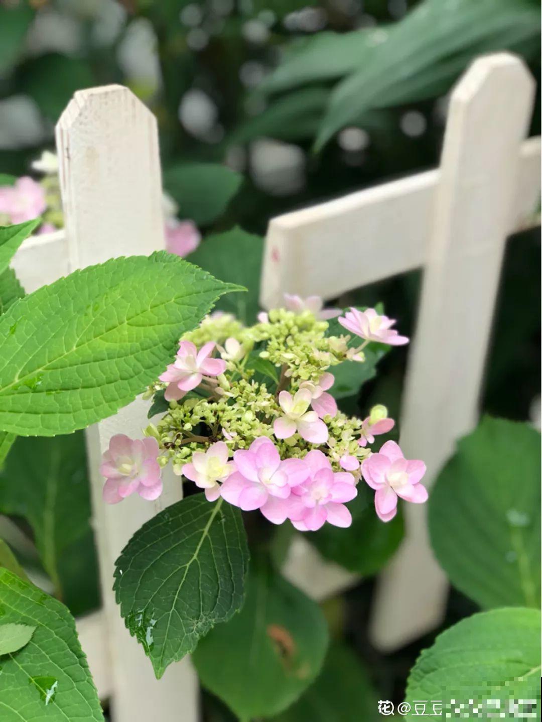 不同季节种不一样的花，这样的院子，才是我心中的世外桃源！