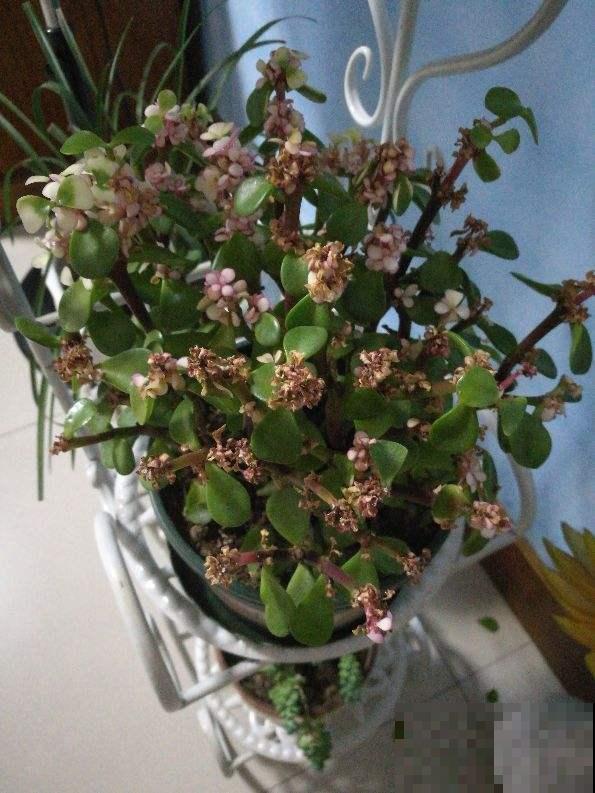 这植物真奇怪，叶子会变色，年龄越大颜色越浅！