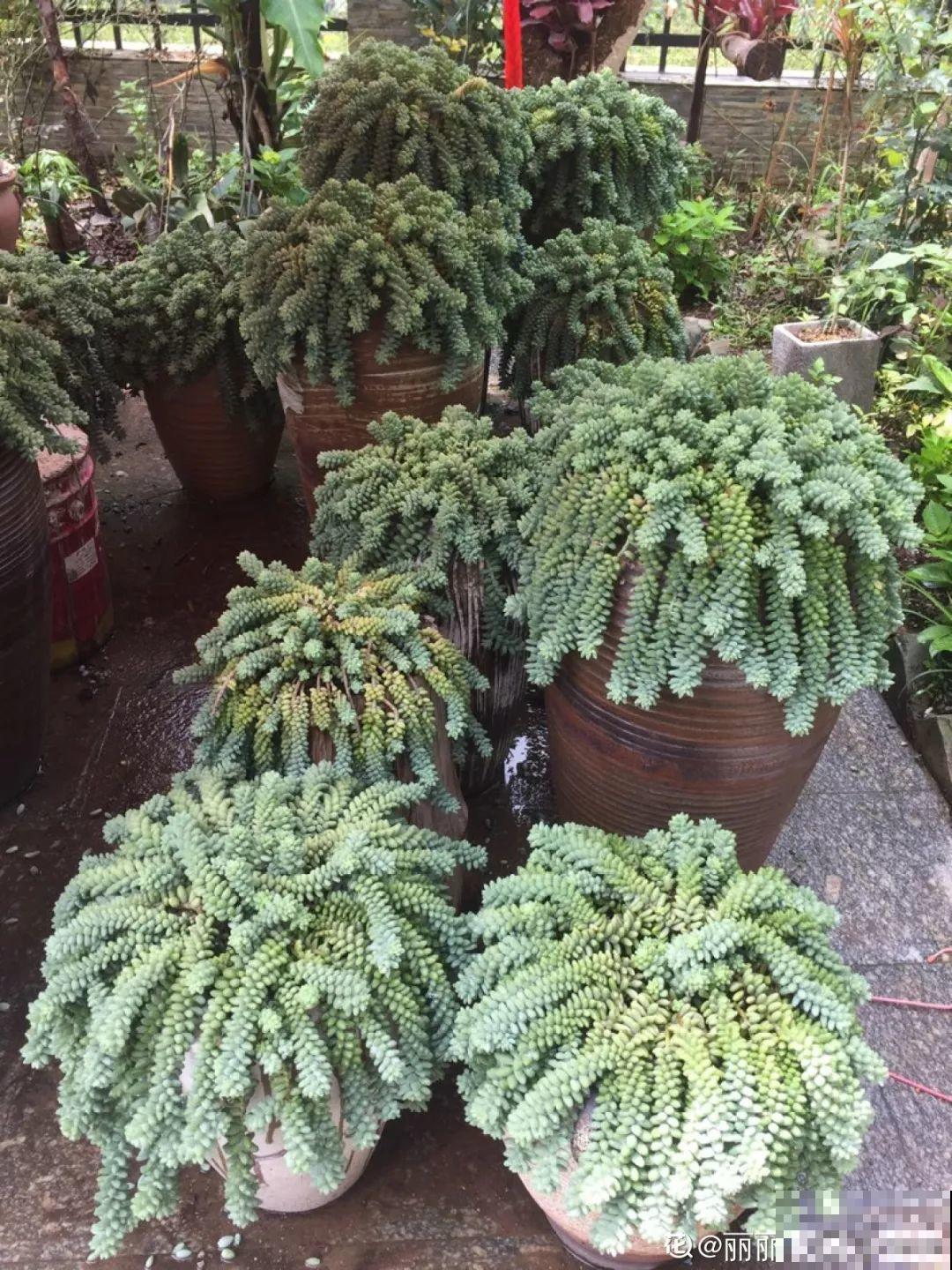 这花一定要慎养，到家就疯长，半年就想扔了！