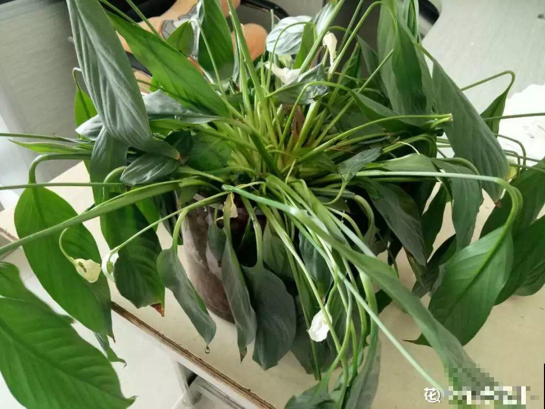 垃圾桶里捡到这3种花，剪一剪叶子就活，再也不用买花了！