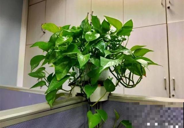 初冬季节，刚买的花可别放这儿养，小心活不过3天！