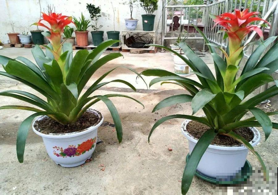这9种花，养一盆一年四季有的看，不知道的还以为是塑料花！