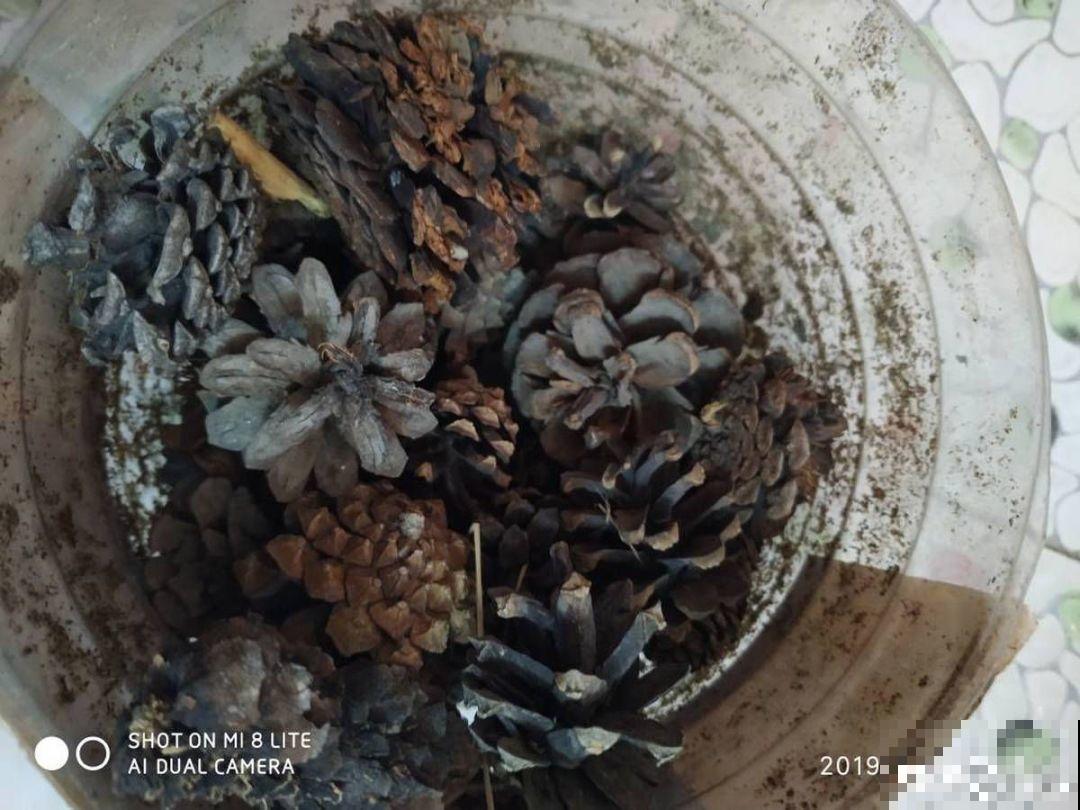 这花就得虐着养，套个袋子捂一捂，揭开立马冒花苞！