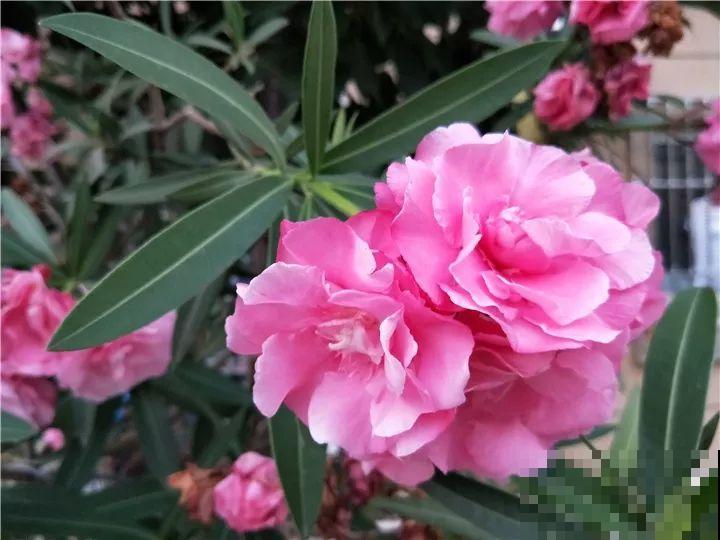 这15种花，别乱碰、别乱吃，家里能不养就不养！