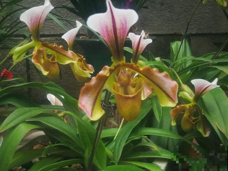 像秋冬也惬意赏花？不如种上这花，现在能持续开放将近半年！