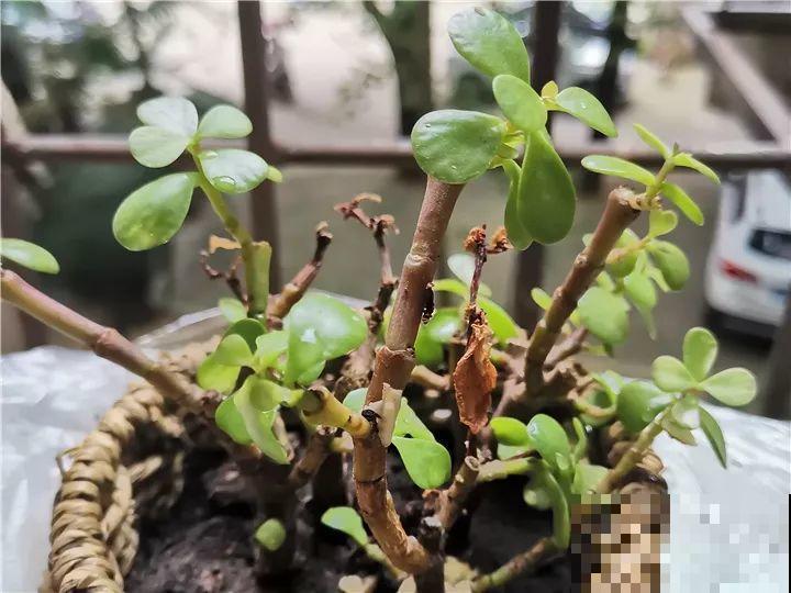 11月逛花市，这10种花还是别买了，养不活浪费钱！