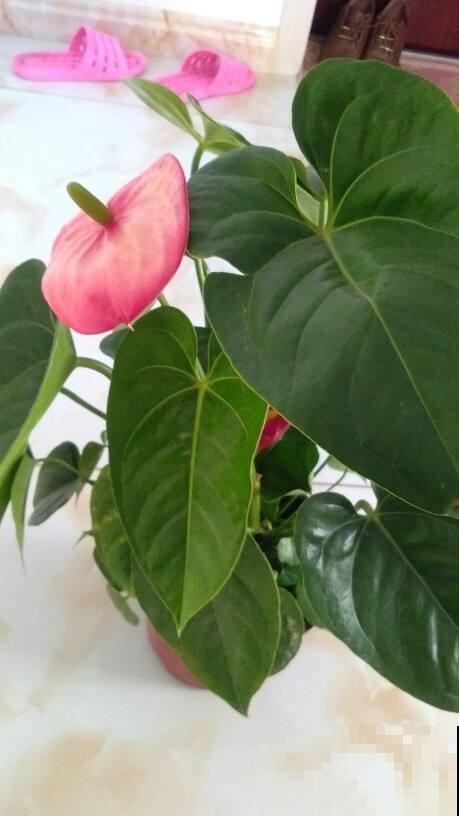 这花在北方格外难伺候，往土里加这个，开花容易不黄叶