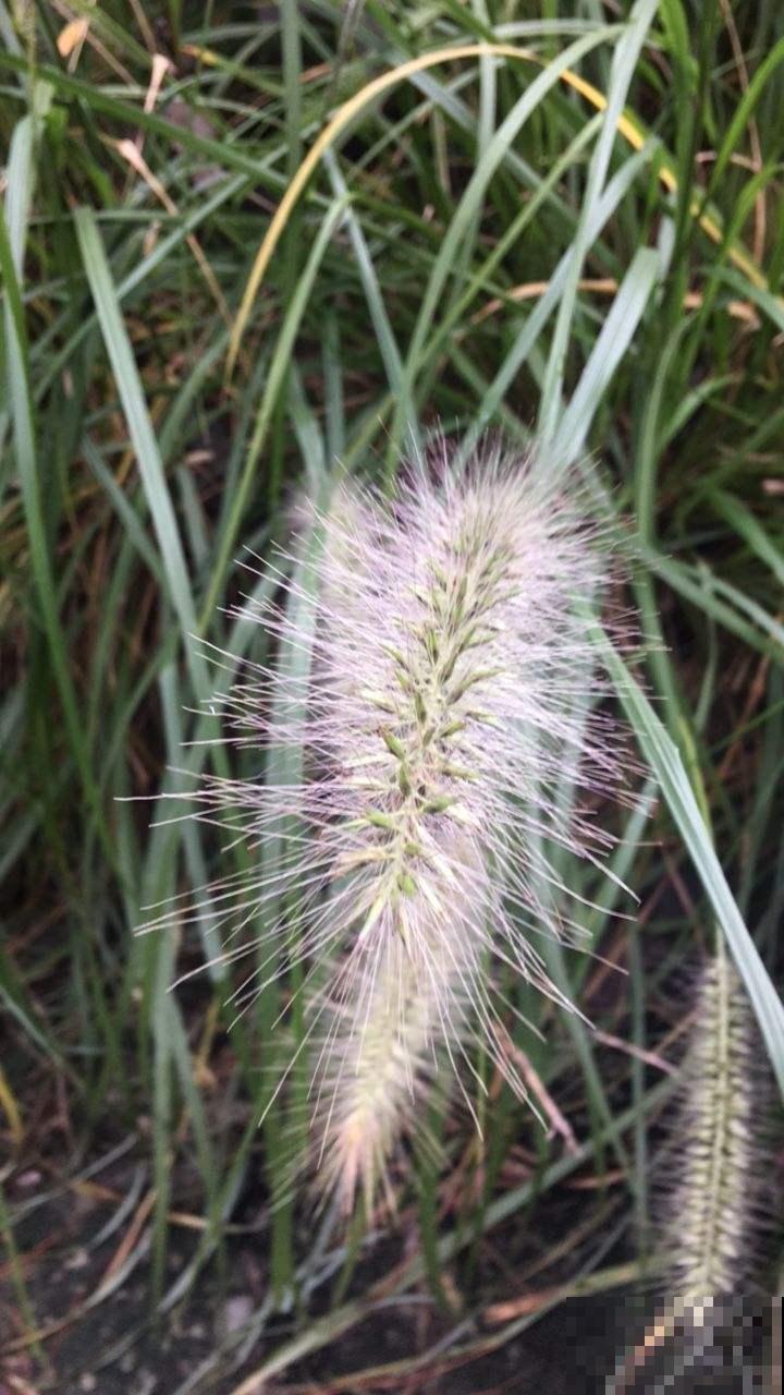 他在家养了一盆狗尾巴草，却美到遭贼惦记，究竟长成啥样？