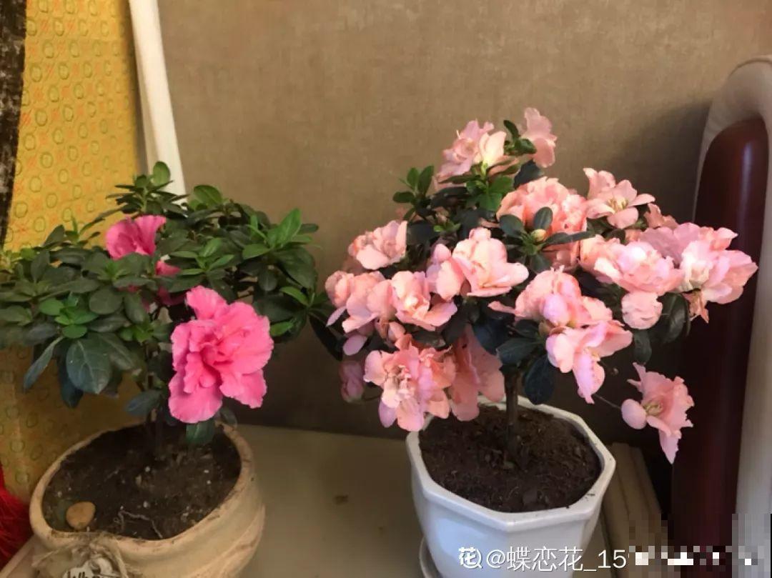 杜鹃买回来没两天，叶子哗哗往下掉？都是它惹的祸！