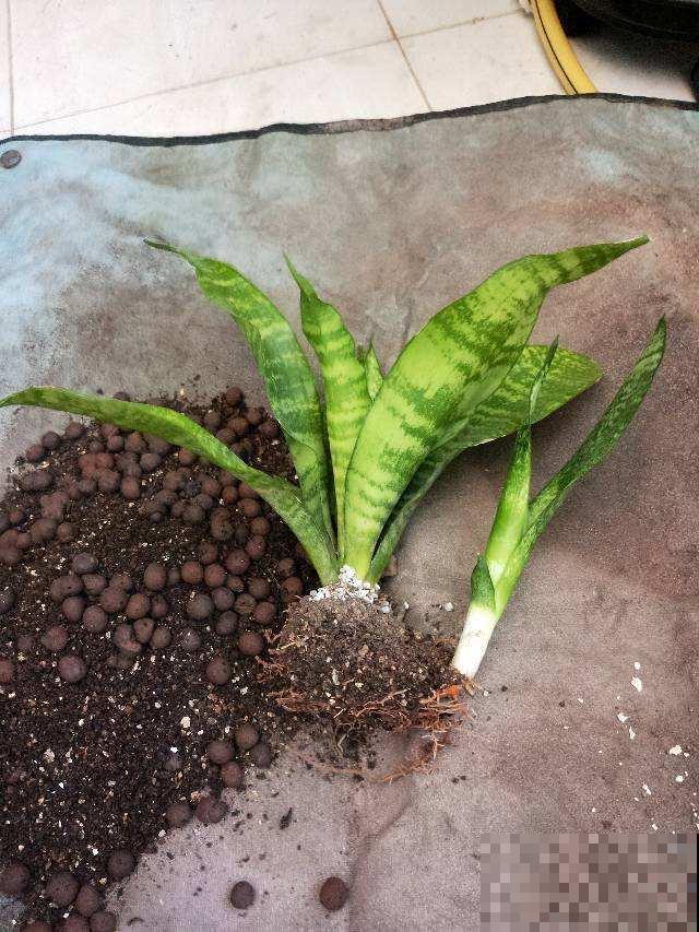 到了秋天，给予全天散射光照，虎皮兰叶子硬邦邦