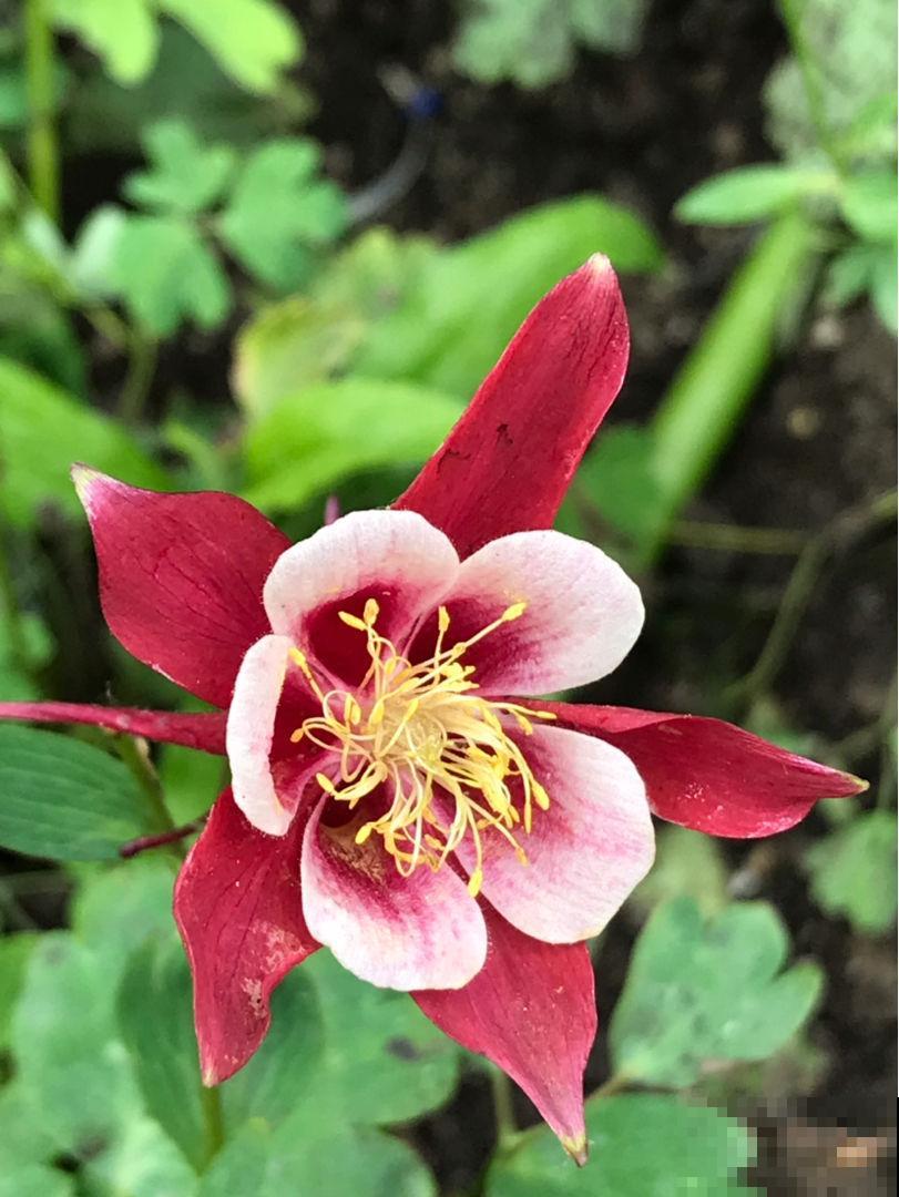 耧斗菜是蔬菜还是花卉？花苞绽开时全家惊叹，神秘身份立马揭晓！