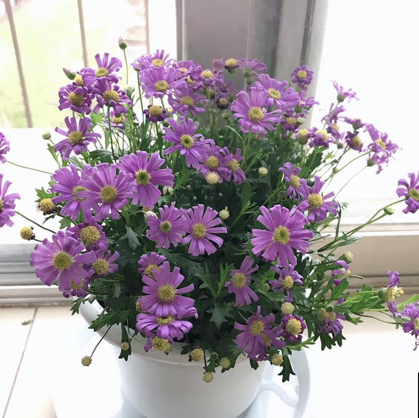 这花茂密的看不见叶子，放在桌子上真别致，烘托气氛！