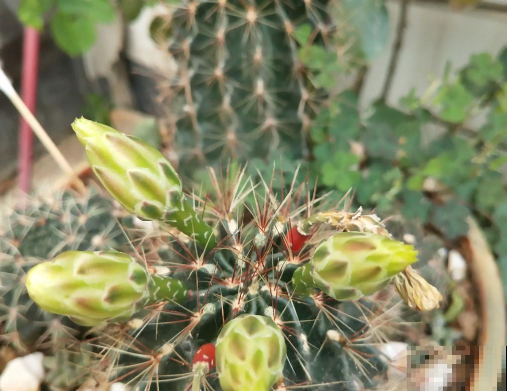 仙人球籽播种，特有成就感，秒变大户！