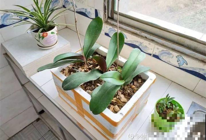 旧筷子先别扔，这样绑一绑，拿来养花有大用处！