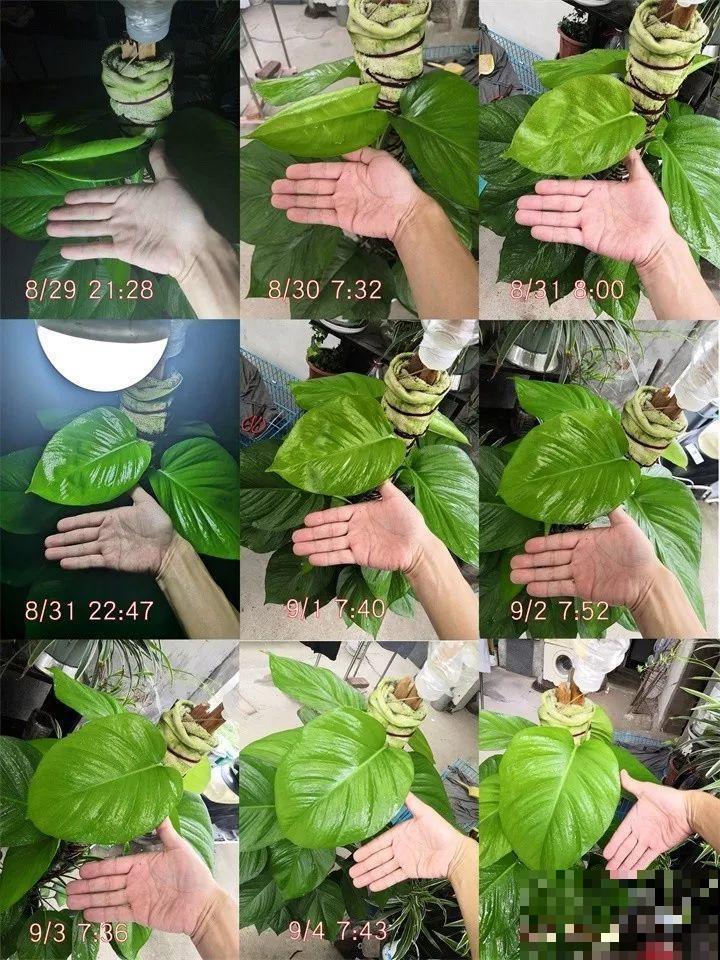 绿萝绑在柱子上，4个月蹿到2米高，一片叶子比脸大！